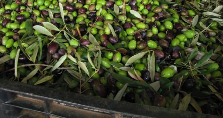 Molitura olive