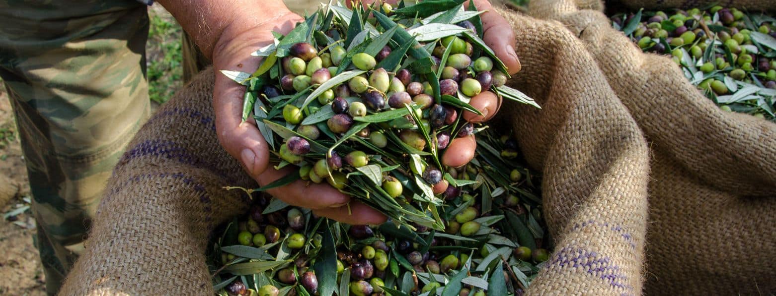 Olio extravergine oliva fruttato